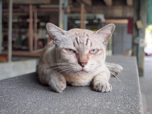 Gato irritado com infeliz — Fotografia de Stock