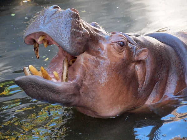 Hipopotam pokazując ogromne szczęki i zęby — Zdjęcie stockowe