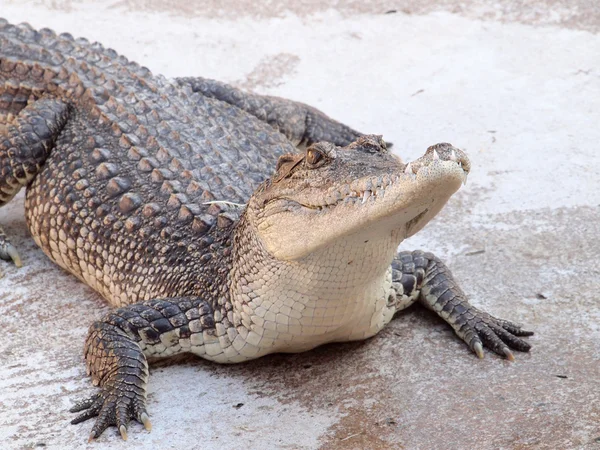 Krokodile aus nächster Nähe in Thailand — Stockfoto
