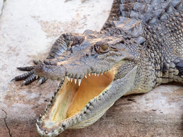 Krokodilok közelről, Thaiföld — Stock Fotó