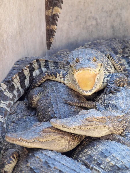 Crocodilos de perto na Tailândia — Fotografia de Stock