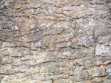 Ağaç kabuğu dokusu