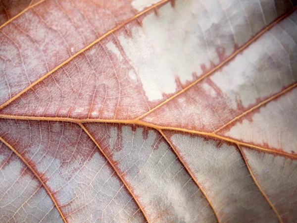 Dry brown leaf texture — Stock Photo, Image