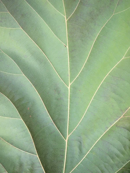 Groen blad van dichtbij — Stockfoto