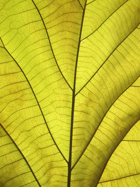 Foglia verde da vicino — Foto Stock