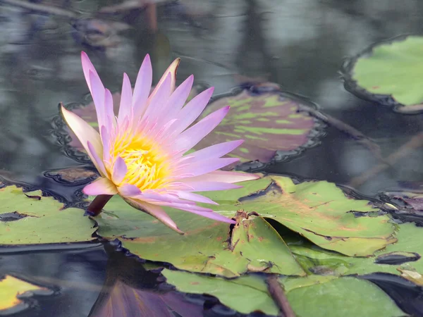 Close up of pink water lily — Stock Photo, Image