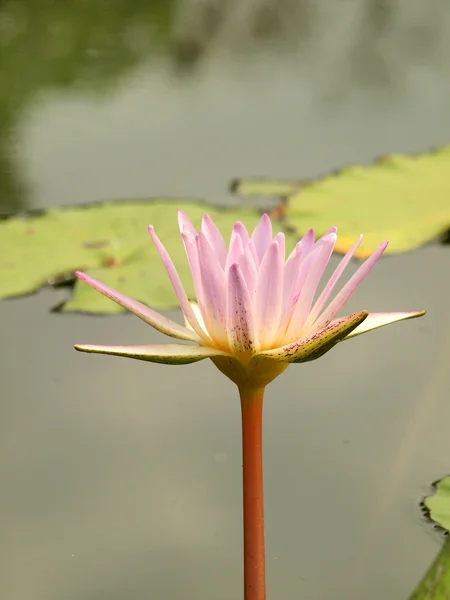 Primer plano de lirio de agua rosa — Foto de Stock