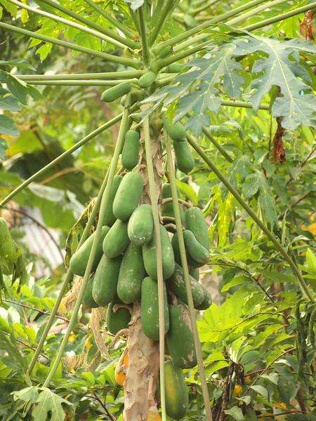 Albero di papaya fresco con mazzetto di frutta — Foto Stock