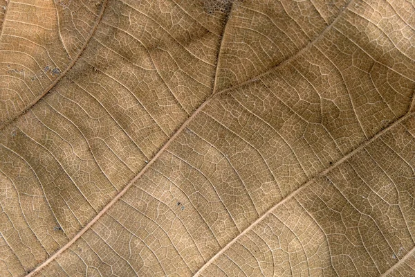 Brązowy Liść Drewna Bliska — Zdjęcie stockowe