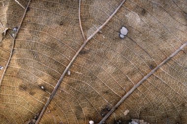 Kahverengi meşe yaprağı kapat
