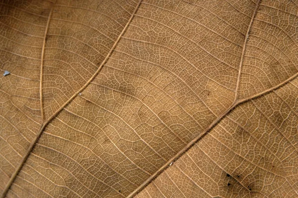 Brown Teak Löv Nära Håll — Stockfoto