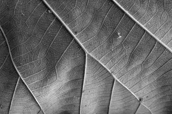 Black White Teak Leaf Close — Stock Photo, Image