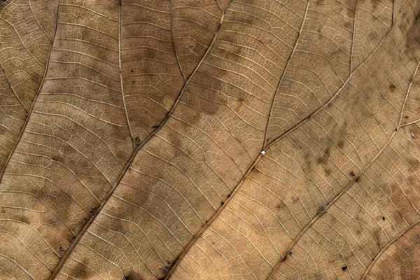 Foglia Teak Marrone Vicino — Foto Stock