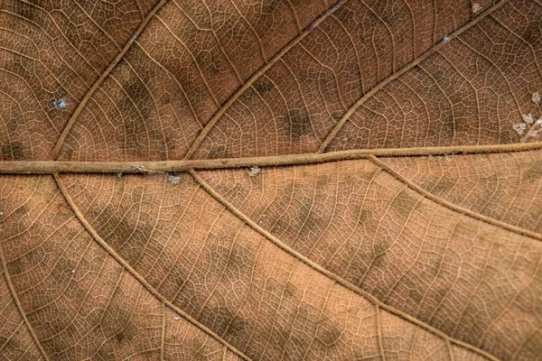 Brown Teak Löv Nära Håll — Stockfoto