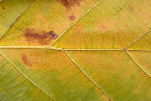 Gul Teak Blad Nära Håll — Stockfoto