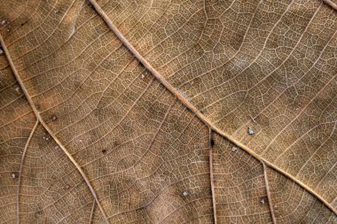 Kahverengi meşe yaprağı kapat