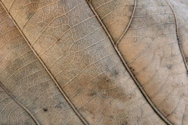 Kahverengi meşe yaprağı kapat