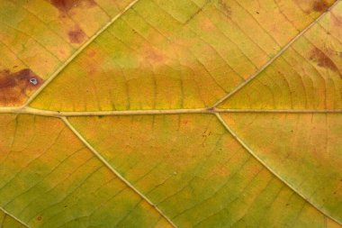 Kahverengi meşe yaprağı kapat