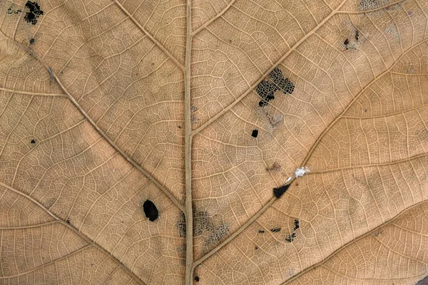 Foglia Teak Marrone Vicino — Foto Stock