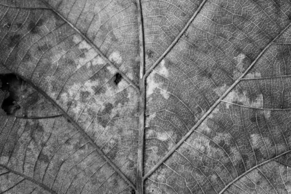 Black White Teak Leaf Close — Stock Photo, Image