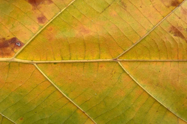 Hnědý Teak List Zblízka — Stock fotografie