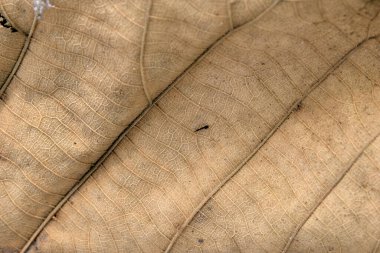 Kahverengi meşe yaprağı kapat