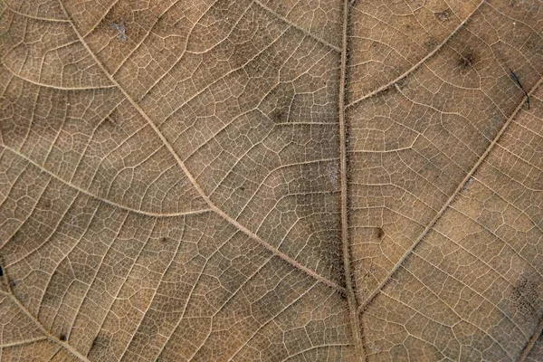 Foglia Teak Marrone Vicino — Foto Stock