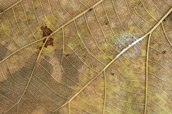 Hnědý Teak List Zblízka — Stock fotografie