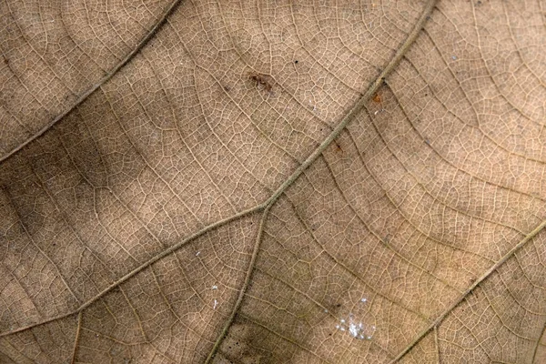 Feuille Teck Marron Gros Plan — Photo