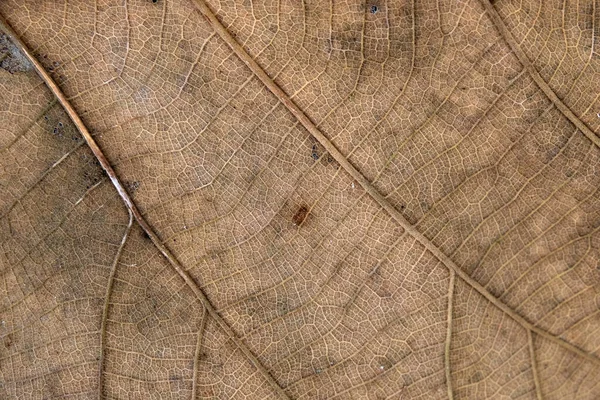 Brown Teak Löv Nära Håll — Stockfoto