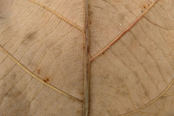 Brązowy Liść Drewna Bliska — Zdjęcie stockowe