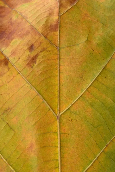 Feuille Teck Vert Gros Plan — Photo