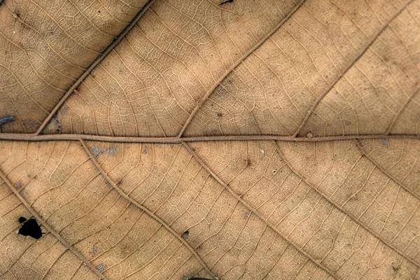 Foglia Teak Marrone Vicino — Foto Stock