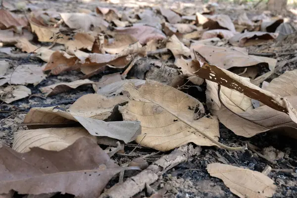 Brown Teak Leaf Close — Stock Photo, Image