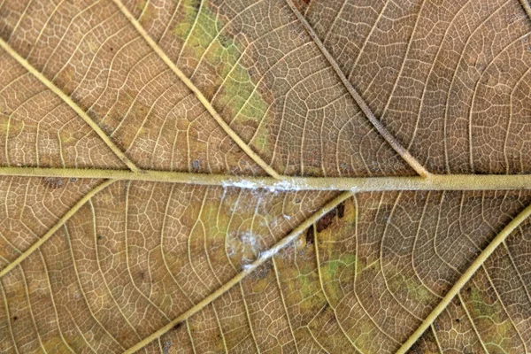 Hnědý Teak List Zblízka — Stock fotografie