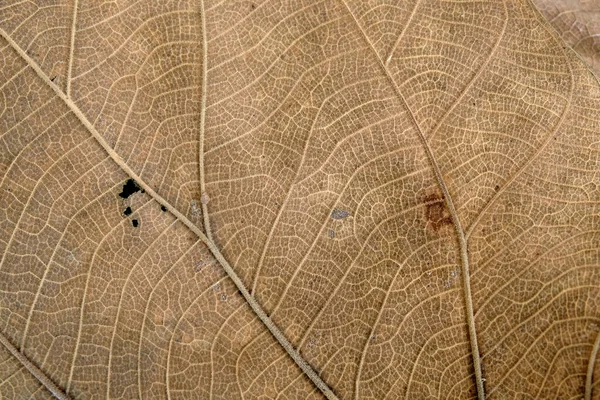 Brown Teak Löv Nära Håll — Stockfoto