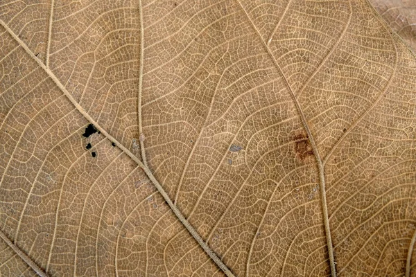 Hnědý Teak List Zblízka — Stock fotografie