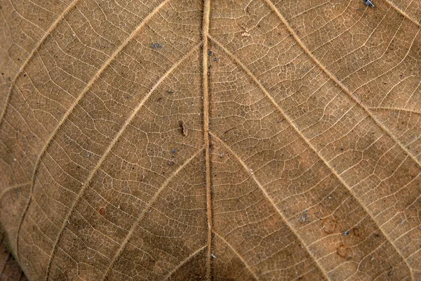 Brown Teak Leaf Close — Stock Photo, Image