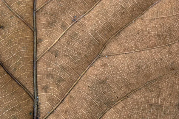 Brown Teak Leaf Close — Stock Photo, Image