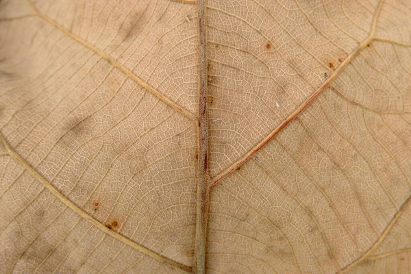 낙엽을 가까이 — 스톡 사진