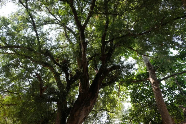 Hoja Árbol Naturaleza Fondo —  Fotos de Stock