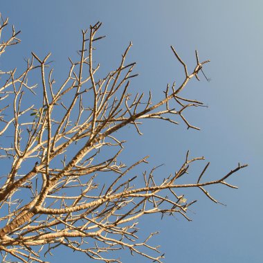 Yapraksız ağaç dalları mavi gökyüzüne karşı 