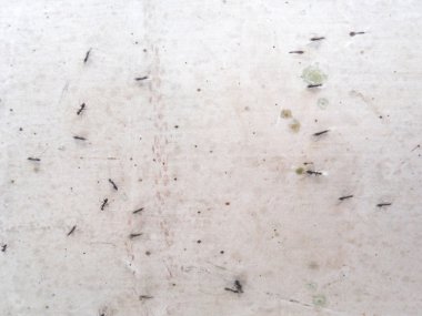 Karıncalar bir beton duvar