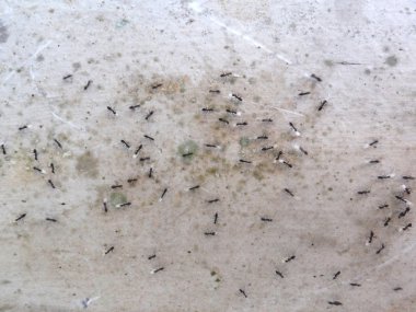 Karıncalar bir beton duvar 