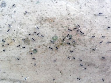 Karıncalar bir beton duvar 