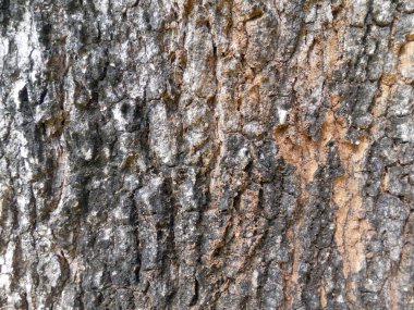 Eski Ağaç Yapısı Arkaplan Şablonu