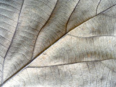 Makro görünümü dokulu sonbahar kahverengi yaprak üzerinde