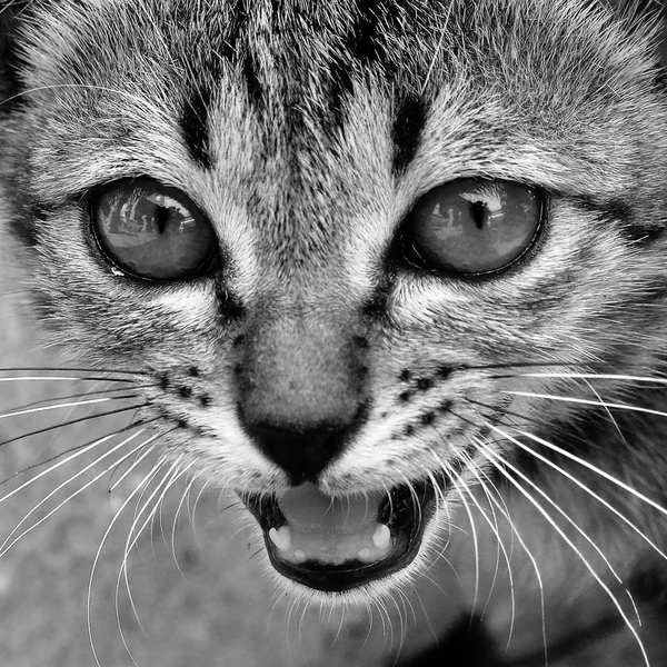 Closeup cara de gato (preto e branco ) — Fotografia de Stock