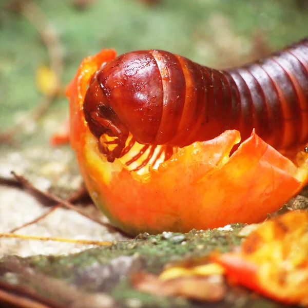 Un millepiedi spaventoso — Foto Stock