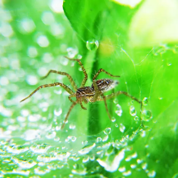 Spider and dew drops — Stock Photo, Image